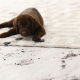 carpet cleaning in New Jersey, carpet cleaner in New Jersey, carpet cleaners in New Jersey, carpet cleaners in New Jersey, drapery cleaners in New Jersey, carpet cleaning in New Jersey, mattress cleaning in New Jersey, mattress cleaners in New Jersey, commercial carpet cleaning, commercial carpet cleaners in New Jersey, New Jersey rug cleaners, rug cleaning services in New Jersey same day carpet cleaning, same day rug cleaning